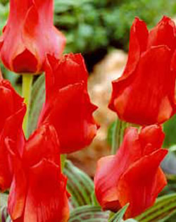 Tulip Red Riding Hood Lifestyle Collection Bulbs