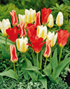 Tulip Rockery Mixed Lifestyle Collection Bulbs