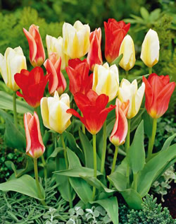 Tulip Rockery Mixed Lifestyle Collection Bulbs