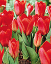 Tulip Showwinner Lifestyle Collection Bulbs