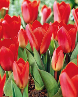 Tulip Showwinner Lifestyle Collection Bulbs
