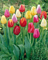 Tulip Triumph Mixed Lifestyle Collection Bulbs