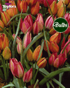 Little Beauties Mixed - Bulk Tulip Bulb Bags