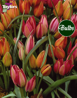 Little Beauties Mixed - Bulk Tulip Bulb Bags
