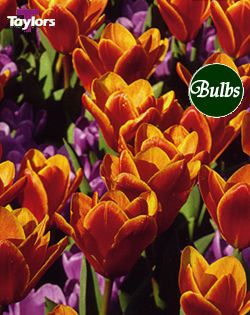 Magic Carpet - Tulip Bulb Combinations