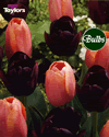 Midnight Dream - Tulip Bulb Combinations