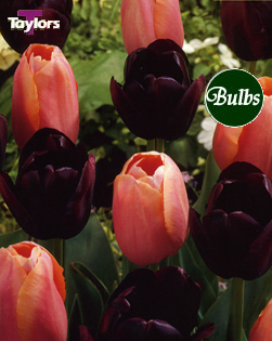 Midnight Dream - Tulip Bulb Combinations