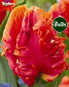 Monarch Parrot - Parrot Tulip Bulbs