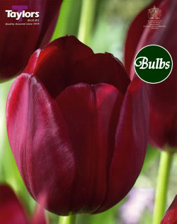 National Velvet - Cottage Garden Tulip Bulb