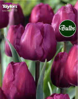 Tulip Negrita Bulbs - XL Value Range