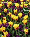 Over The Rainbow - Tulip Bulb Combinations