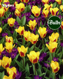 Over The Rainbow - Tulip Bulb Combinations