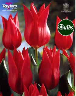 Pieter De Leur - Lily Flowered Tulip Bulbs