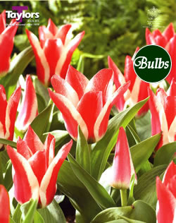 Pinocchio - Greigii Tulip Bulbs