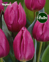 Purple Prince - Bulk Tulip Bulb Bags