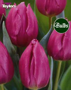 Purple Prince - Bulk Tulip Bulb Bags