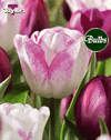 Raspberry Ripple - Tulip Bulb Combinations