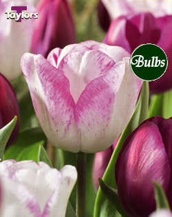 Raspberry Ripple - Tulip Bulb Combinations