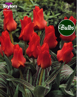 Red Riding Hood - Greigii Tulip Bulbs