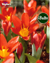 Scarlet Baby - Kaufmanniana Tulip Bulbs