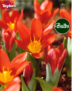 Scarlet Baby - Kaufmanniana Tulip Bulbs