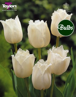 Swan Wings - New & Spectacular Tulip Bulbs