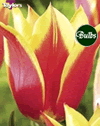 Synaeda King - Lily Flowered Tulip Bulbs