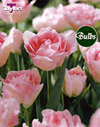 Tulip Angelique Bulbs - XL Value Range