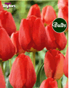 Apeldoorn - Darwin Hybrid Tulip Bulbs