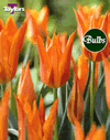 Ballerina Tulip