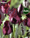 Tulip Black Parrot Bulbs - XL Value Range