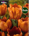 Cairo - Cottage Garden Tulip Bulb