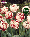 Carnival De Nice - Double Bedding Tulip Bulbs