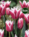 Claudia - Lily Flowered Tulip Bulbs