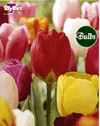 Garden Tulip Mixed - Cottage Garden Tulip Bulb