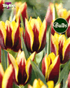 Gavota - Cottage Garden Tulip Bulb