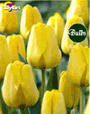 Golden Apeldoorn - Darwin Hybrid Tulip Bulbs