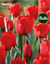 Ile De France - Cottage Garden Tulip Bulb