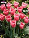 Mistress - Cottage Garden Tulip Bulb