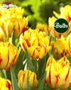 Monsella - Double Early Tulip Bulbs