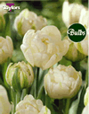 Mount Tacoma - Double Bedding Tulip Bulbs