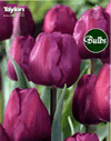 Tulip Negrita Bulbs - XL Value Range