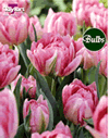 Double Focus Tulip
