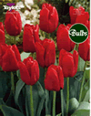 Seadov - Cottage Garden Tulip Bulb