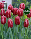 Tennesse - Cottage Garden Tulip Bulb