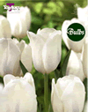 White Dream - Cottage Garden Tulip Bulb