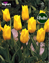 Yokohama - Cottage Garden Tulip Bulb