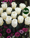 Calgary - New & Spectacular Tulip Bulbs
