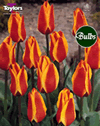 Cape Cod - Greigii Tulip Bulbs