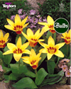 Corona - Kaufmanniana Tulip Bulbs